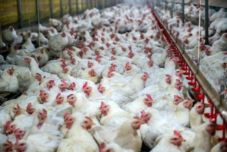 國外工廠化農業(yè)：歷史、影響和可持續(xù)解決方案